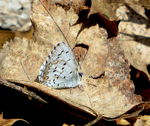 Spring Azure (Celastrina ladon)