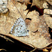 Spring Azure (Celastrina ladon)