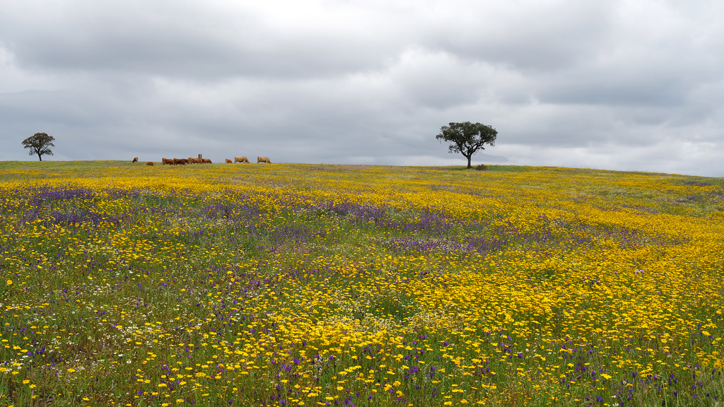 Alentejo, Aljustrel