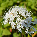 Alaska, White Flowers of Northern Mountain Meadows