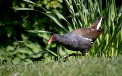 Moorhen