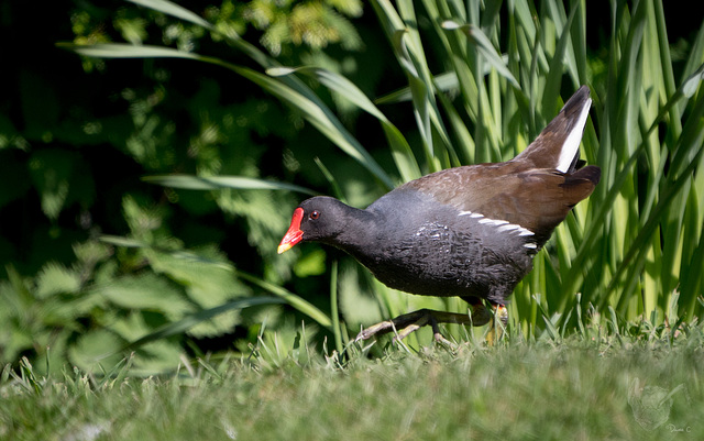 Moorhen Moorhen