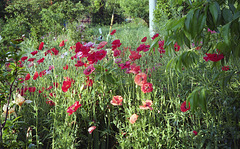 Poppies