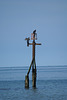 oaw - cormorants at Sheringham