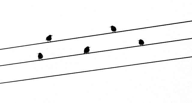 five starlings on three strings