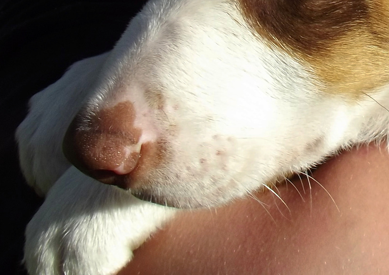 Nose of Reba