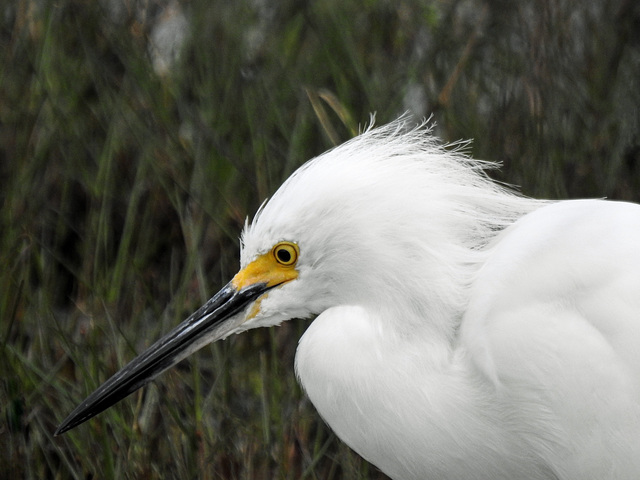 Day 2, Snowy Egret / Egretta thula