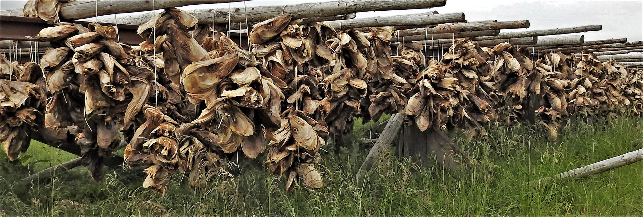 Alles tote Fischköppe.