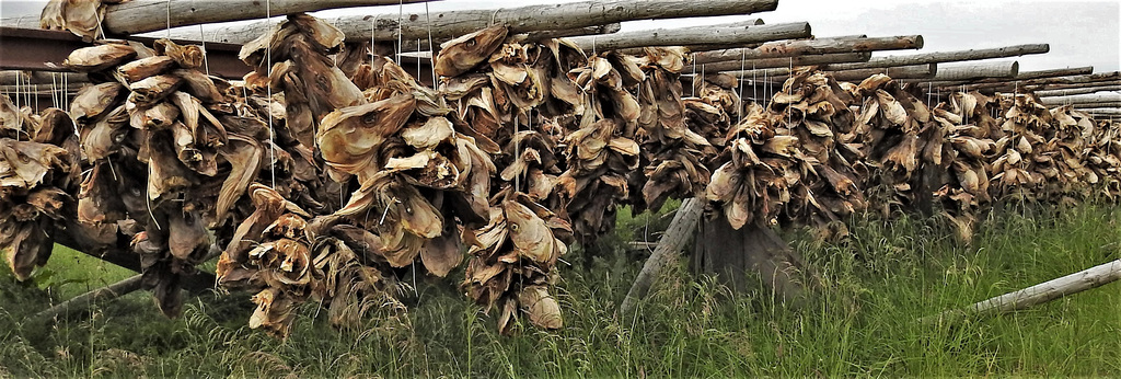 Alles tote Fischköppe.