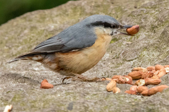 Nuthatch (37)