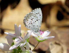 Spring Azure butterfly on Spring Beauty