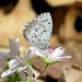 Spring Azure butterfly on Spring Beauty