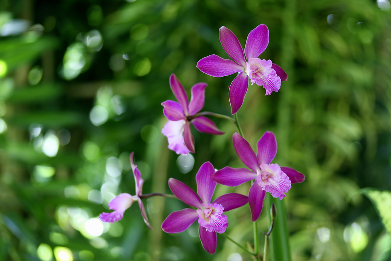 Encyclia pip