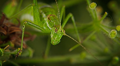 Die Punktierte Zartschrecke (Leptophyes punctatissima) mit ihren Blick :)) The Spotted Bush-cricket (Leptophyes punctatissima) with its gaze :)) La sauterelle tachetée (Leptophyes punctatissima) avec son regard :))