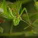 Die Punktierte Zartschrecke (Leptophyes punctatissima) mit ihren Blick :)) The Spotted Bush-cricket (Leptophyes punctatissima) with its gaze :)) La sauterelle tachetée (Leptophyes punctatissima) avec son regard :))