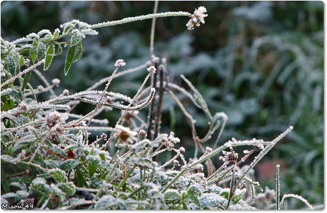 MON JARDIN