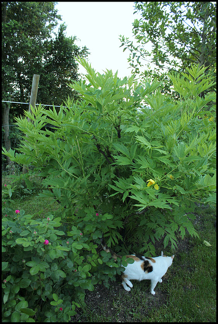 Paeonia lutea (1)