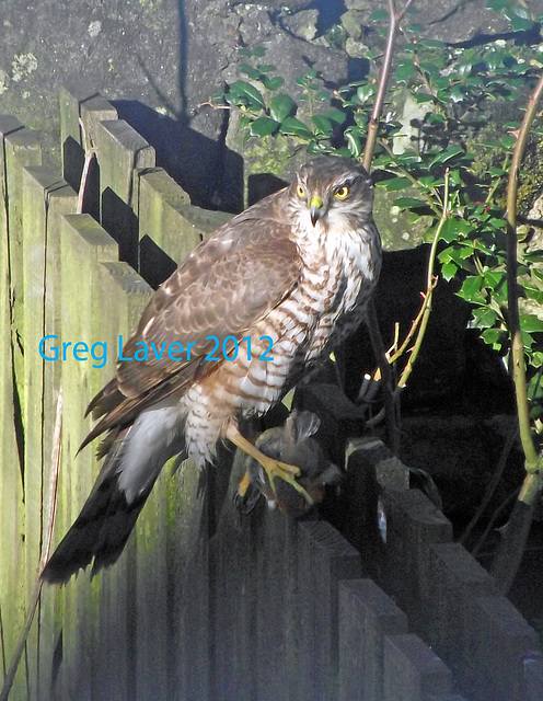 Sparrowhawk