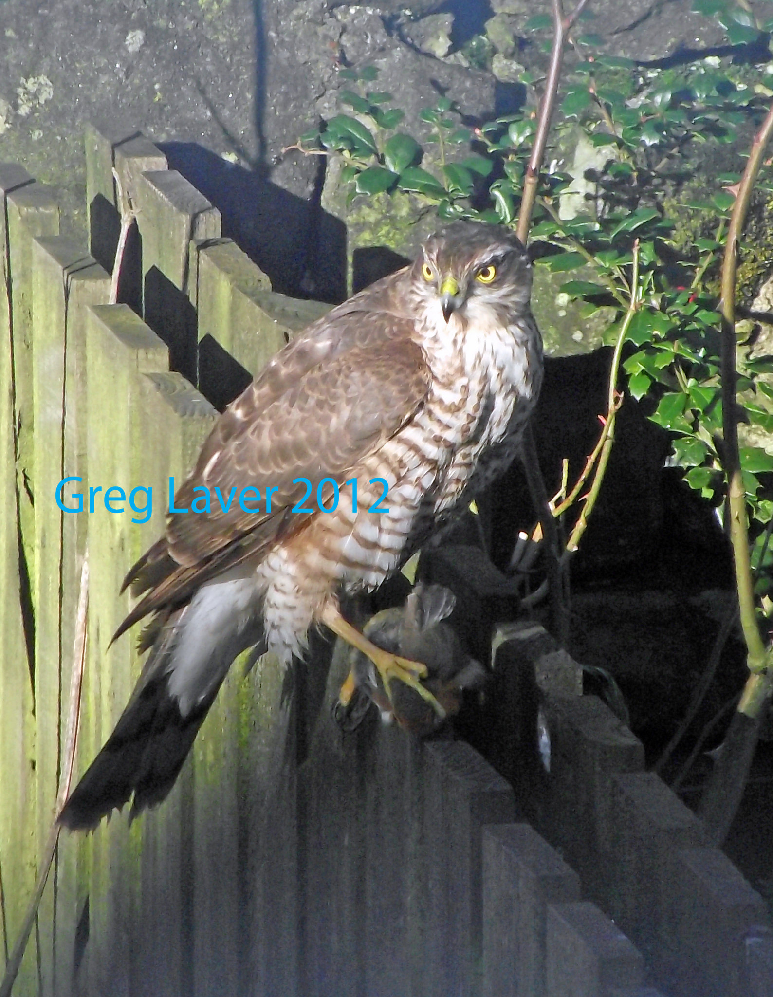 Sparrowhawk