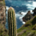 Cactus on Little Tobago island