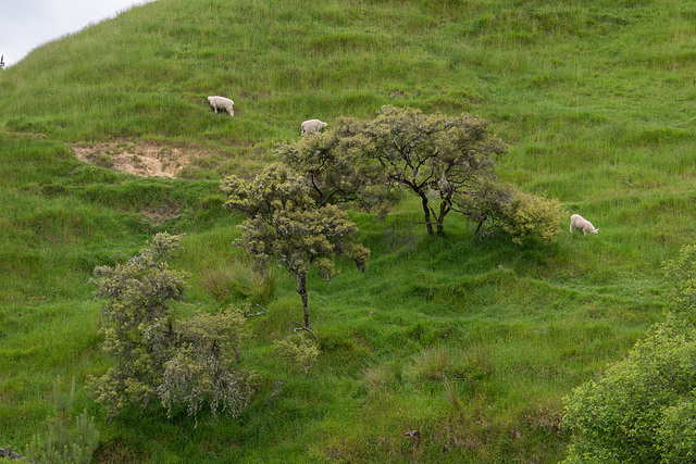 Neuseeland - Hobbiton Movie Set