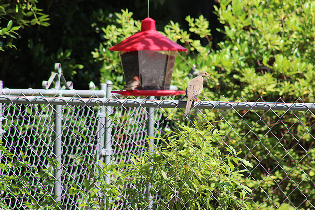 FENCE,  FEEDER, and FEATHERS ~~:)   HFF everyone!  enjoy your weekend.