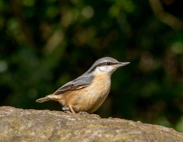 Nuthatch (38)