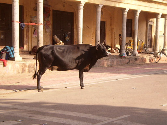 Wandering cow.