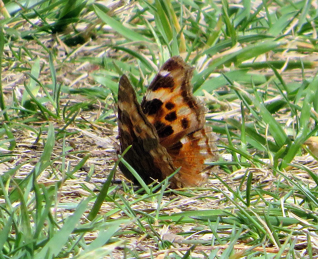 Compton Tortoiseshell (Nymphalis vaualbum)