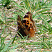 Compton Tortoiseshell (Nymphalis vaualbum)