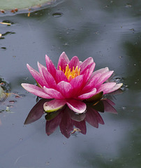 Water-lily