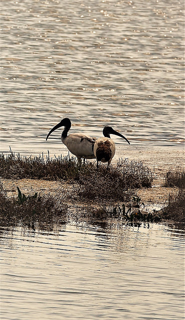 Ibis sacrés