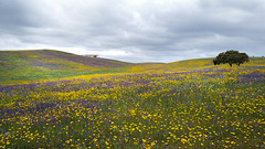 Alentejo, Aljustrel