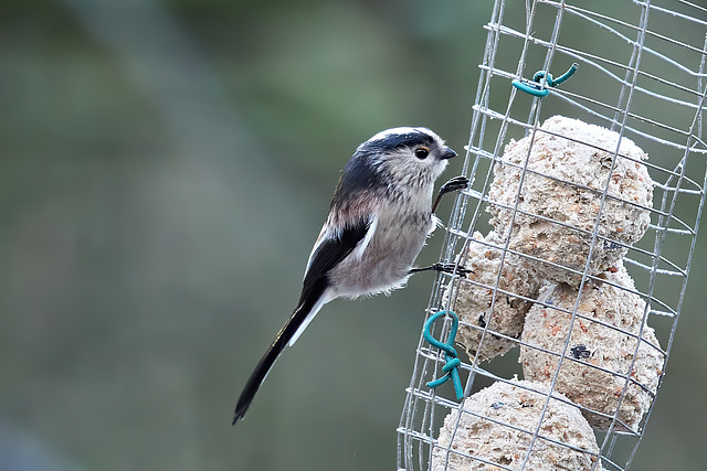 Long-Tailed Tit - Aegithalos caudatus