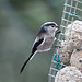 Long-Tailed Tit - Aegithalos caudatus