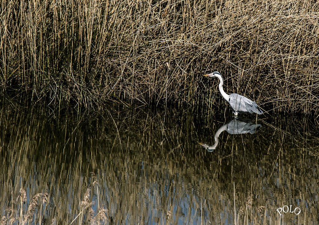 Garza real [Ardea cinerea] en la reserva de Urdaibai