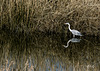 Garza real [Ardea cinerea] en la reserva de Urdaibai