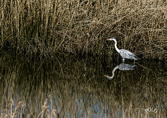 Garza real [Ardea cinerea] en la reserva de Urdaibai