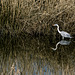 Garza real [Ardea cinerea] en la reserva de Urdaibai