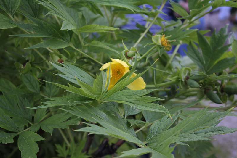 Paeonia lutea (2)