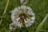 BESANCON: Une fleur de Pissenlit (ou Dent-de-lion) (Pappus). 02