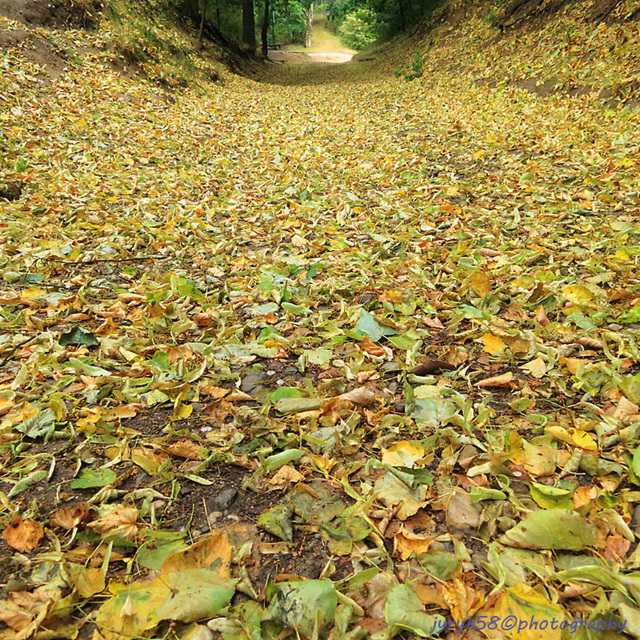 Leaves on the Path