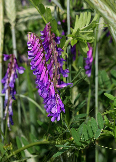 Vicia cracca