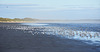 seagulls at Waratah Bay