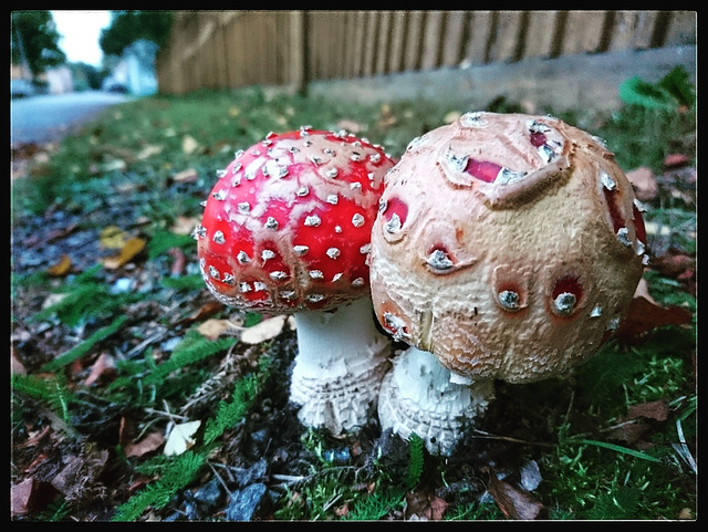 Mushrooms