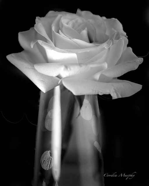 The Rose in Black and White