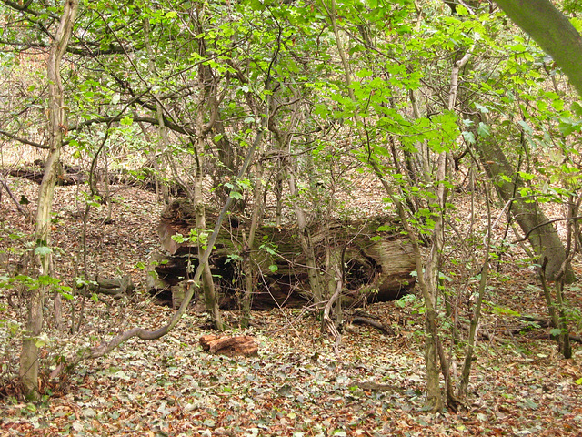 Woodland in the Himley Estate