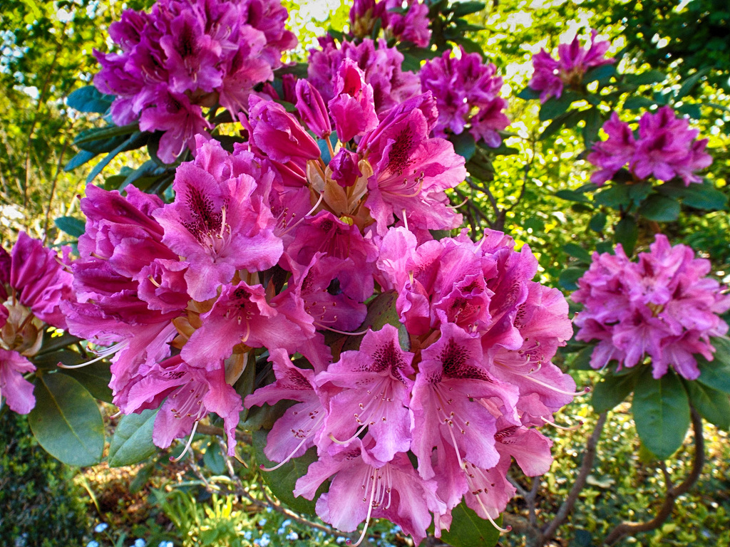 DSCF 0723