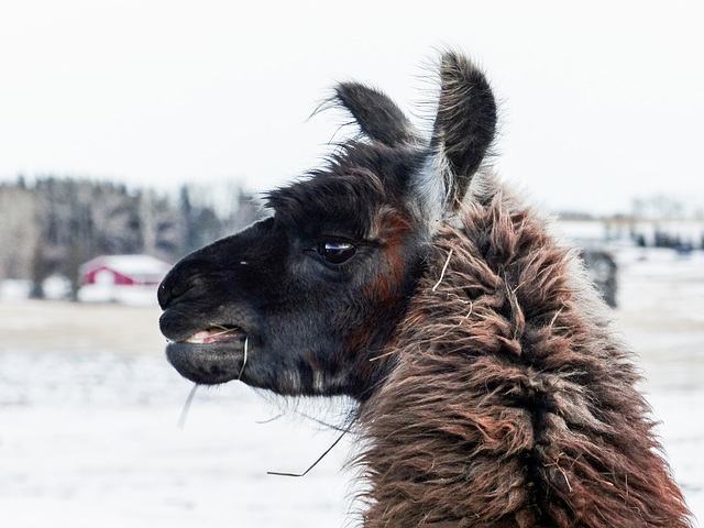 Llama AND a barn