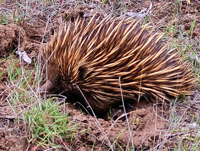 echidna